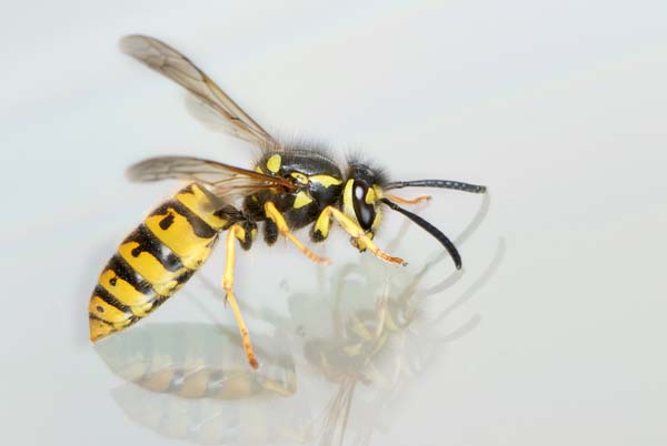 German yellowjacket | Vespula germanica photo