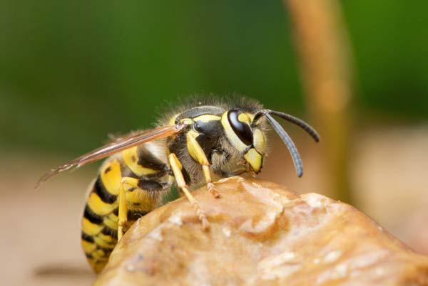 German yellowjacket | Vespula germanica photo