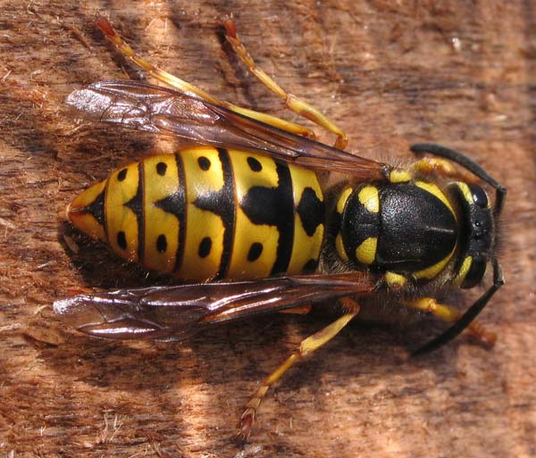 German yellowjacket | Vespula germanica photo