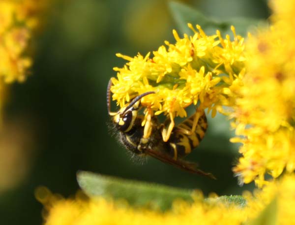 Eastern yellowjacket | Vespula maculifrons photo