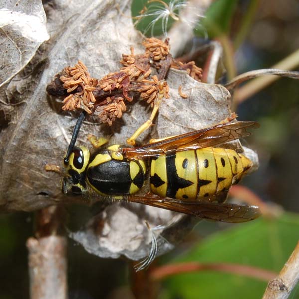 Western yellowjacket | Vespula pensylvanica photo