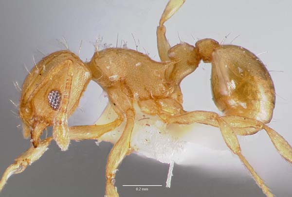 Little fire ant | Wasmannia auropunctata photo