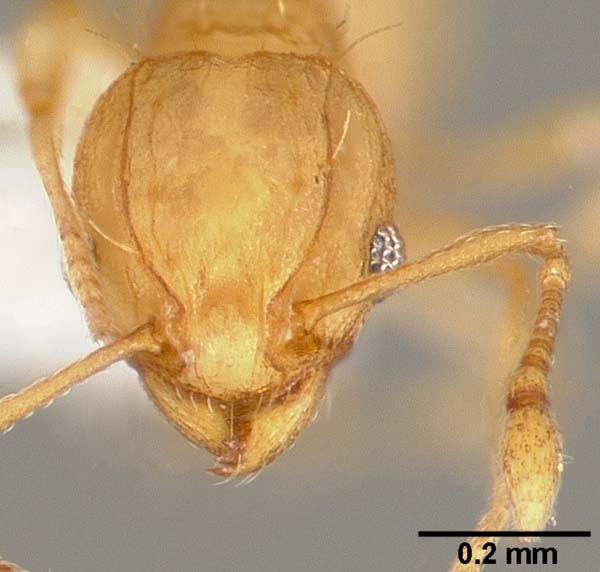 Little fire ant | Wasmannia auropunctata photo