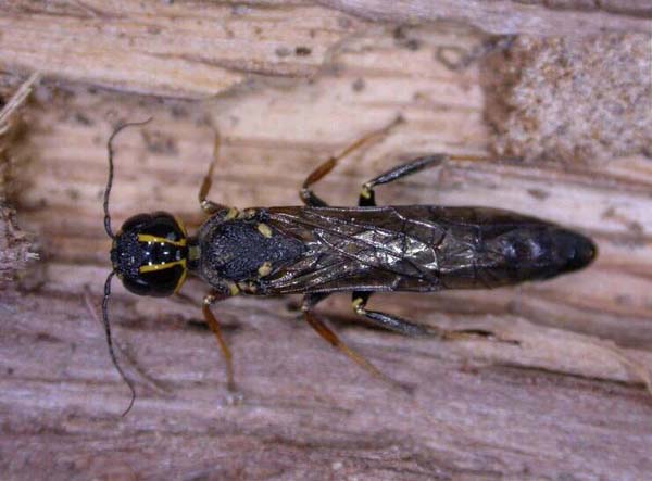 Woodwasp | Xiphydria longicollis photo