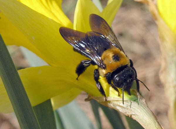 Eastern Carpenter bee | Xylocopa virginica photo