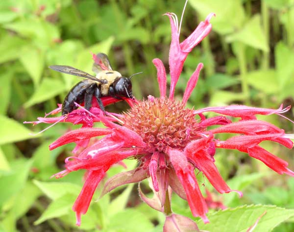 Eastern Carpenter bee | Xylocopa virginica photo