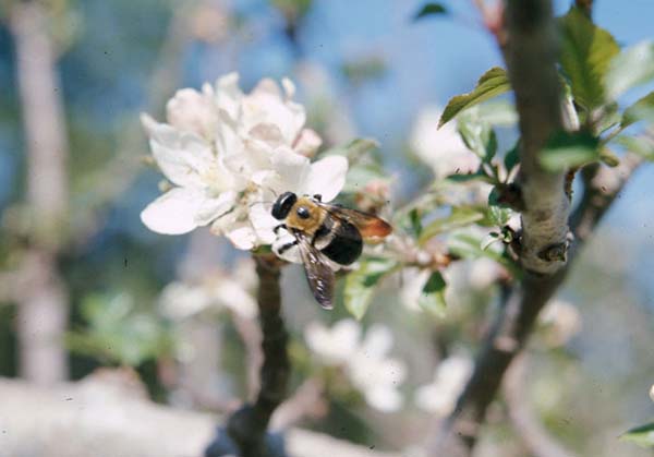 Eastern Carpenter bee | Xylocopa virginica photo