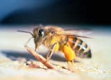 Africanized honey bee