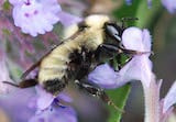 Golden northern bumble bee