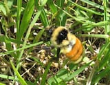 Orange-tailed bumble bee