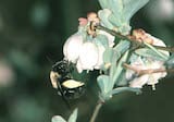 Southeastern blueberry bee