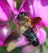 Giant resin bee