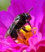 Long-horned bees