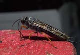 Sirex woodwasp