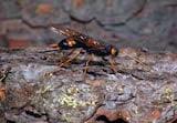 Yellow-horned horntail