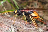 Giant wood wasp