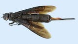 Siricid woodwasp