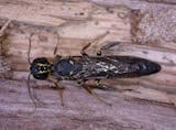 Woodwasp