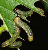 Elm sawfly