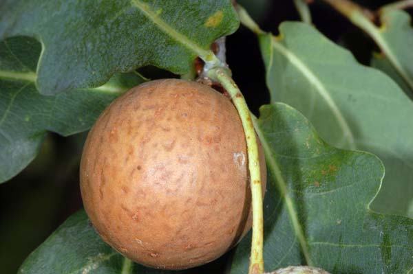 Marble gall | Andricus kollari photo