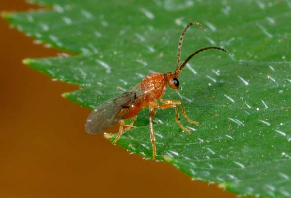 Oak apple gall wasp | Biorhiza pallida photo