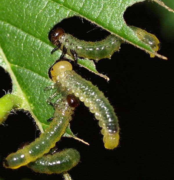 Elm sawfly | Cimbex americana photo