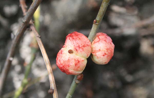 Oak apple gall wasp | Biorhiza pallida photo