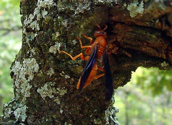 Paper wasp | Polistes carolina photo