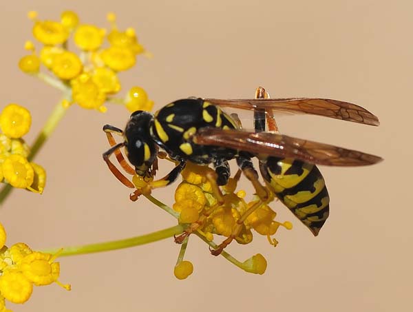 Paper wasp | Polistes dominula photo