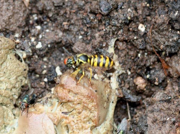 Prairie yellowjacket | Vespula atropilosa photo