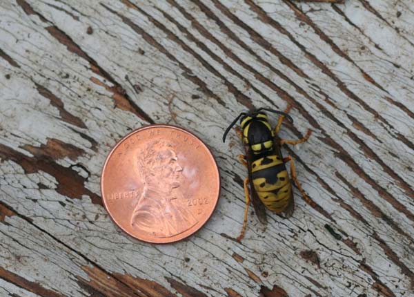 Prairie yellowjacket | Vespula atropilosa photo