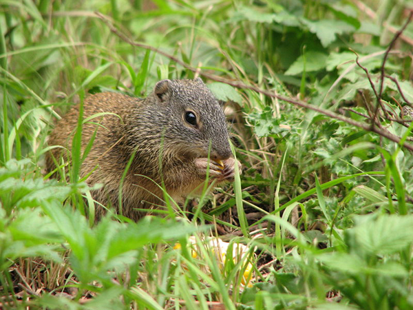 Franklin's Ground Squirrel | Spermophilus franklinii photo