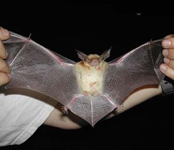 Pallid Bat | Antrozous pallidus photo