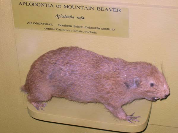 Mountain Beaver | Aplodontia rufa photo