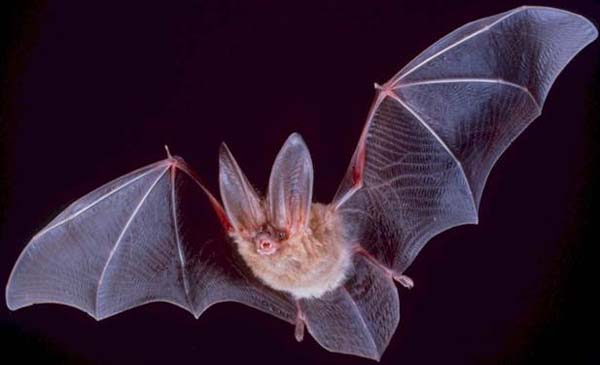 Townsend's Big-eared Bat | Corynorhinus townsendii photo