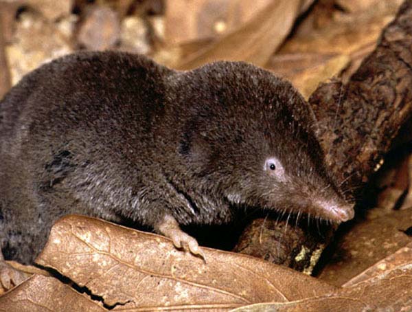 Southern Short-tailed Shrew | Blarina carolinensis photo