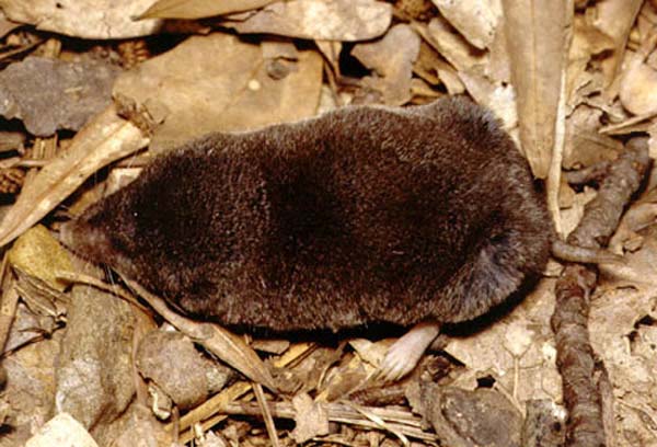 Southern Short-tailed Shrew | Blarina carolinensis photo