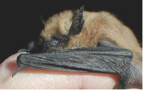 California Myotis | Myotis californicus photo