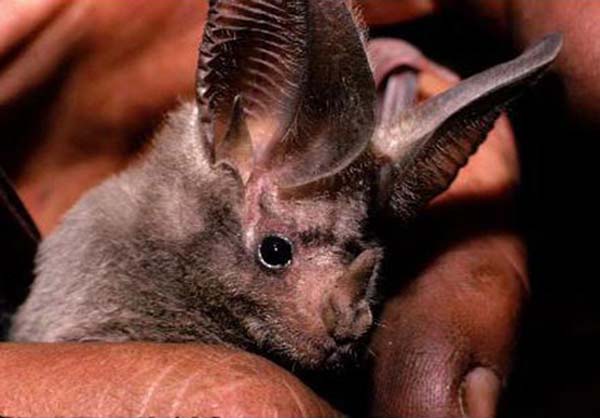 California Leaf-nosed Bat | Macrotus californicus photo