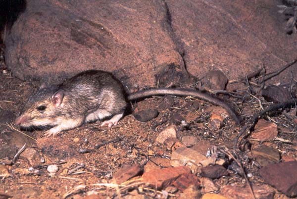 Bailey's Pocket Mouse | Chaetodipus baileyi photo