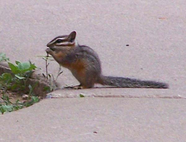 Cliff Chipmunk | Tamias dorsalis photo