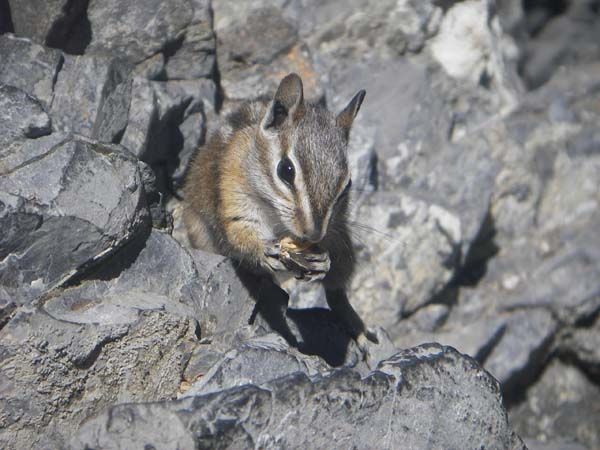 Colorado Chipmunk | Tamias quadrivittatus photo