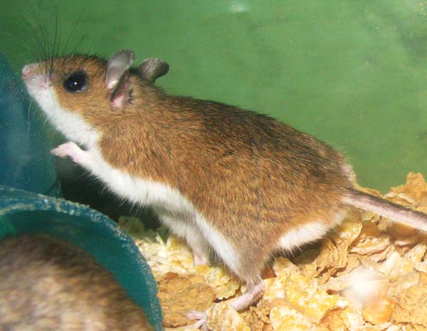 Deermouse | Peromyscus maniculatus photo