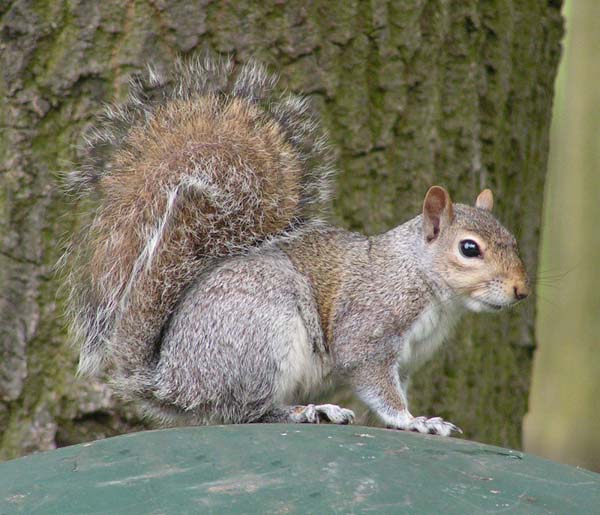 Eastern Gray Squirrel | Sciurus carolinensis photo