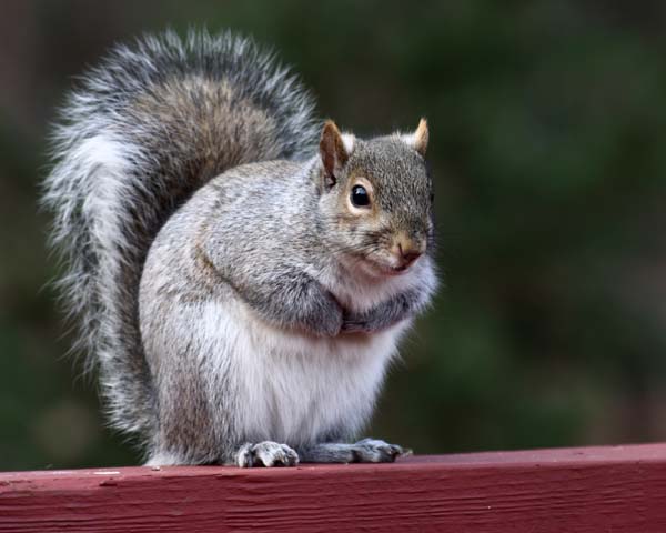 Eastern Gray Squirrel | Sciurus carolinensis photo