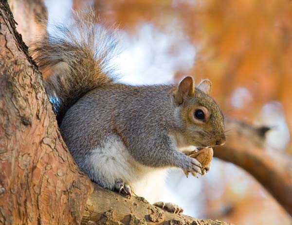 Eastern Gray Squirrel | Sciurus carolinensis photo