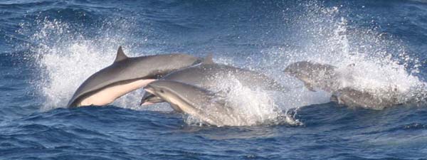 Fraser's Dolphin | Lagenodelphis hosei photo