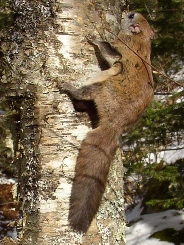 Northern Flying Squirrel | Glaucomys sabrinus photo