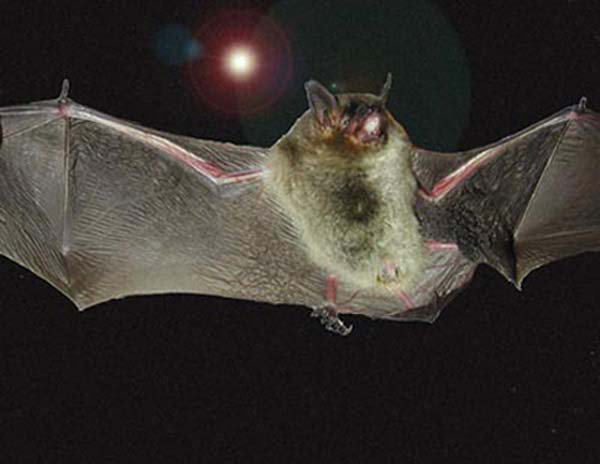 Gray Myotis | Myotis grisescens photo