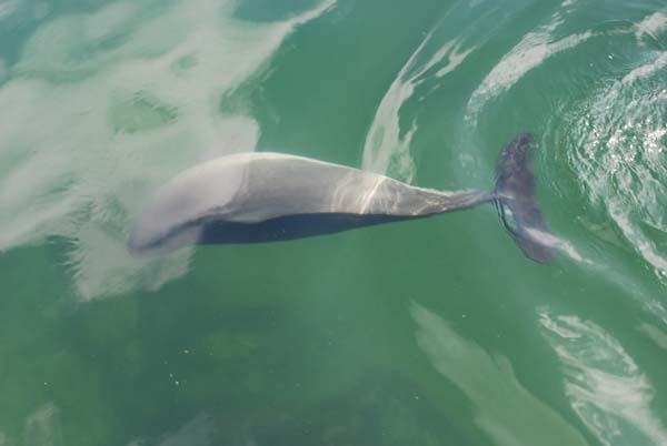 Harbor Porpoise | Phocoena phocoena photo